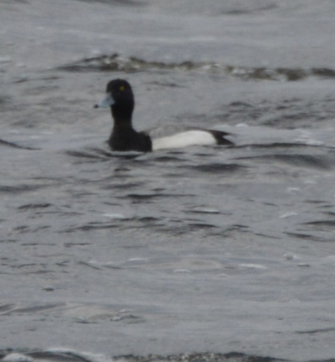 Greater Scaup - ML565578611