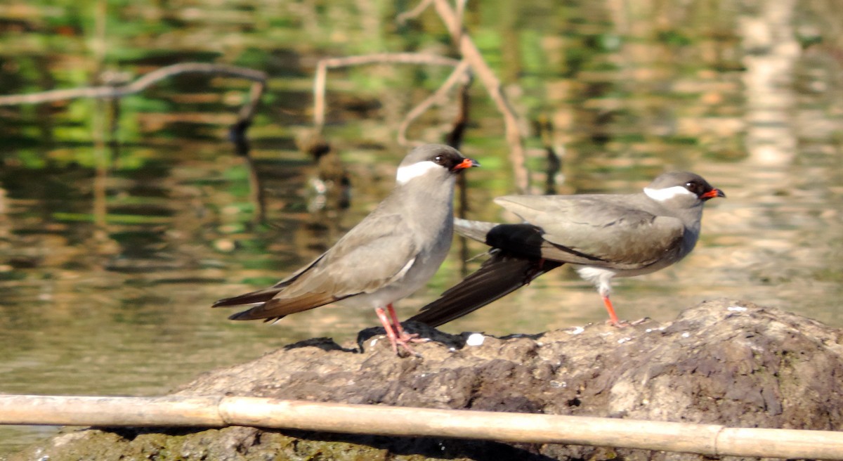 Rock Pratincole - ML565579191