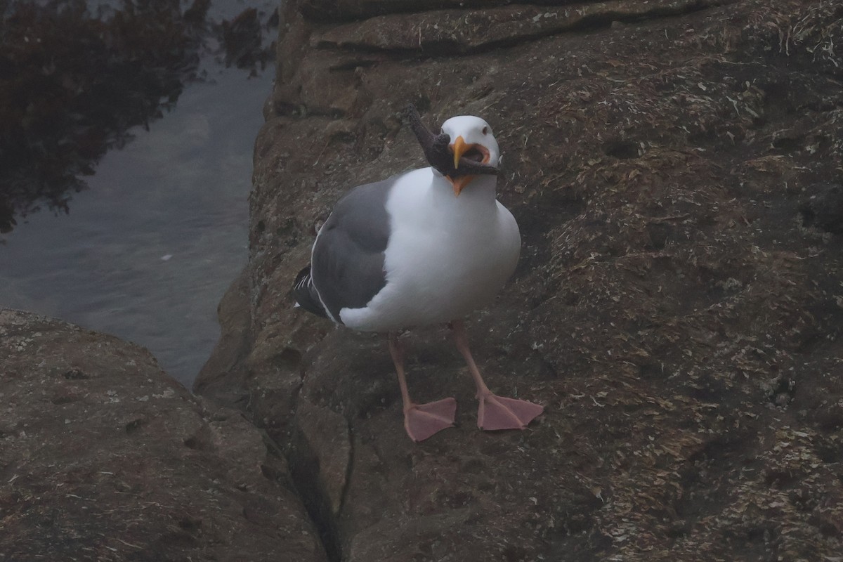 Western Gull - Eric Cameron