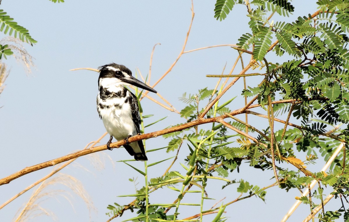 Pied Kingfisher - ML565579541