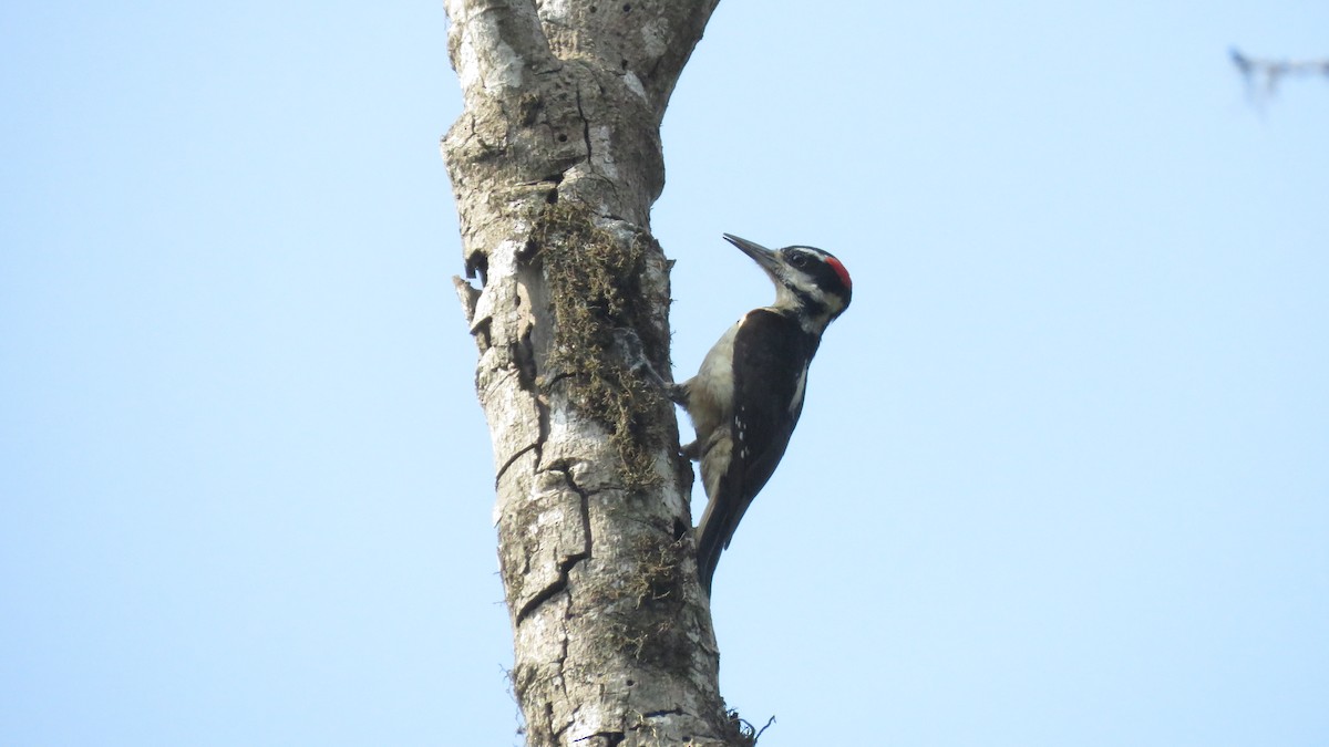 Hairy Woodpecker - ML565579871