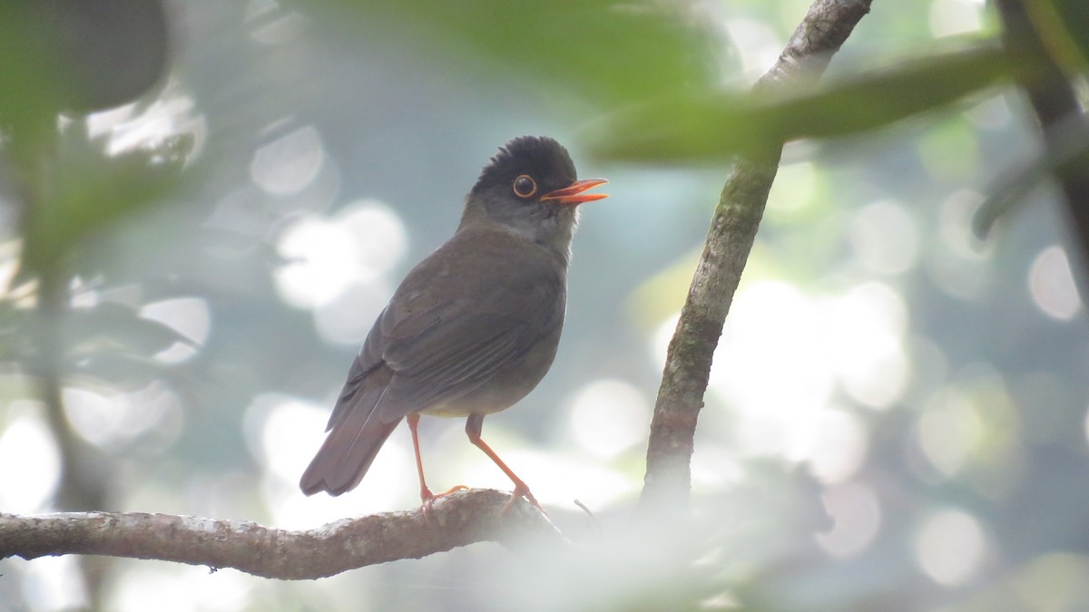 Black-headed Nightingale-Thrush - ML565580241