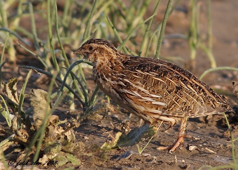 Common Quail - ML565580281