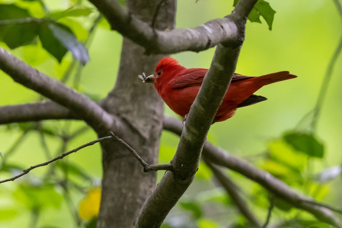 Summer Tanager - ML565580661