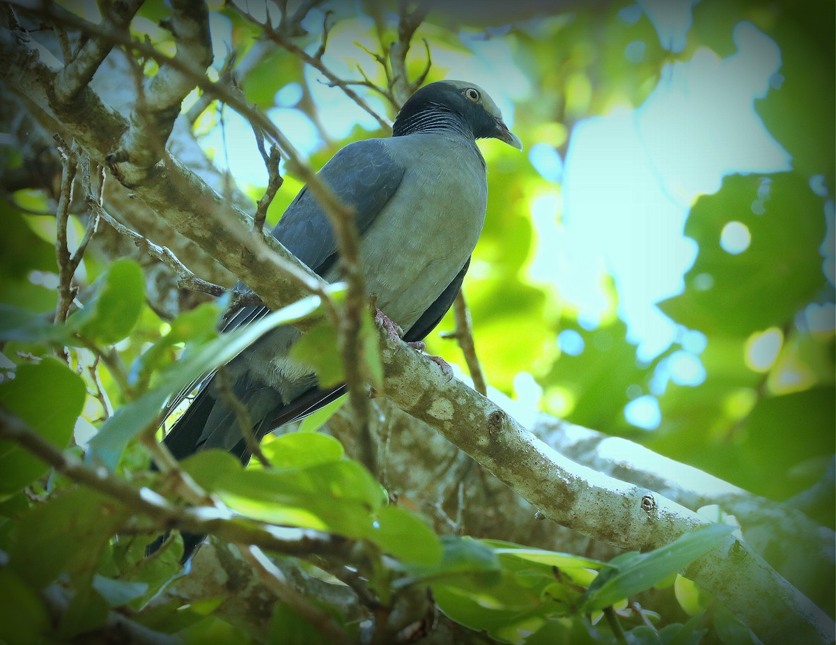 White-crowned Pigeon - ML565580881