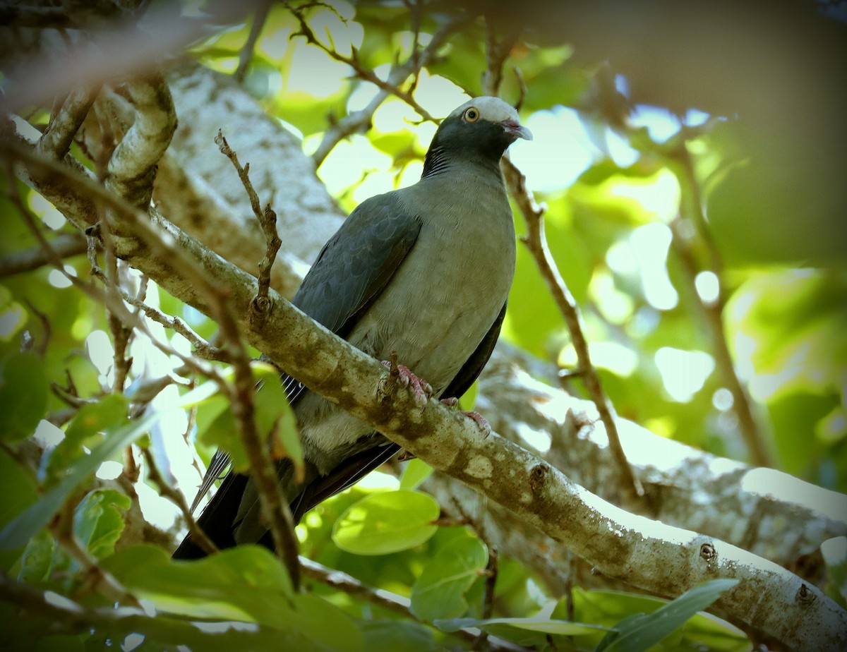 White-crowned Pigeon - ML565581081