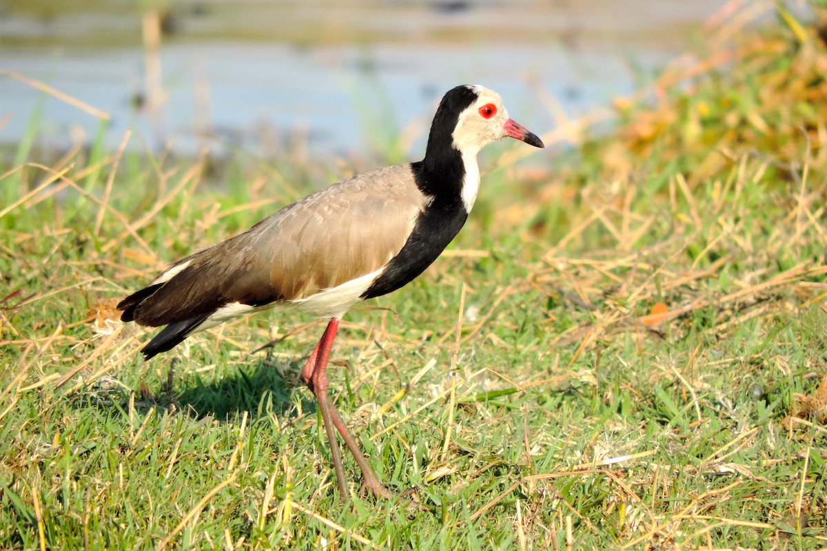 Long-toed Lapwing - ML565581101