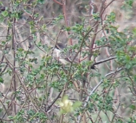 Fauvette orphée - ML565581681