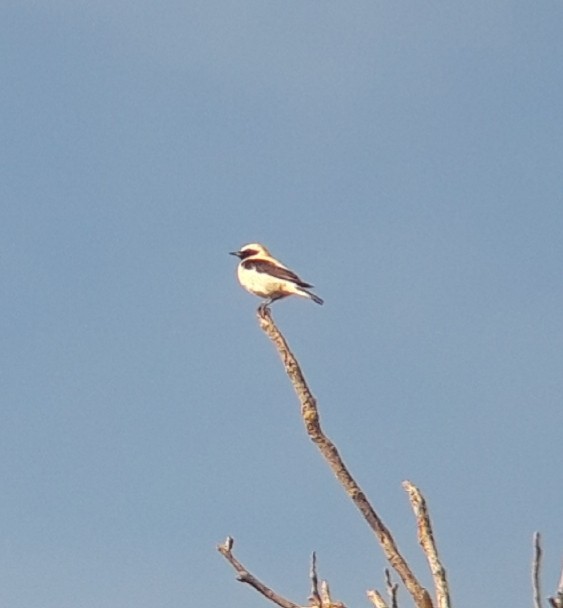 Traquet oreillard - ML565581911