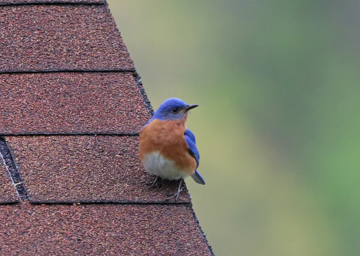 Eastern Bluebird - Mark Nale