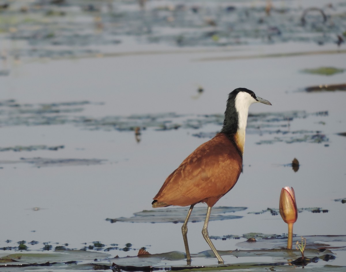 African Jacana - Carole Ratté