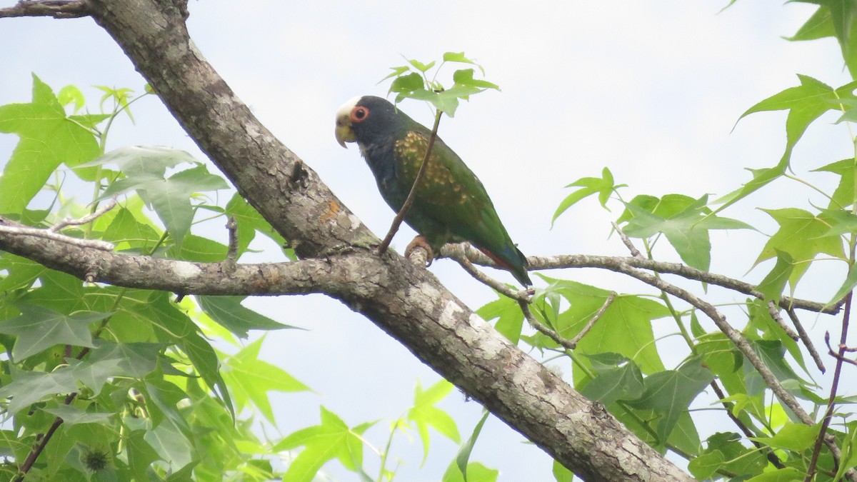 White-crowned Parrot - ML565583761