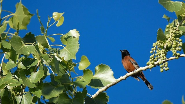 Orchard Oriole - ML565584551