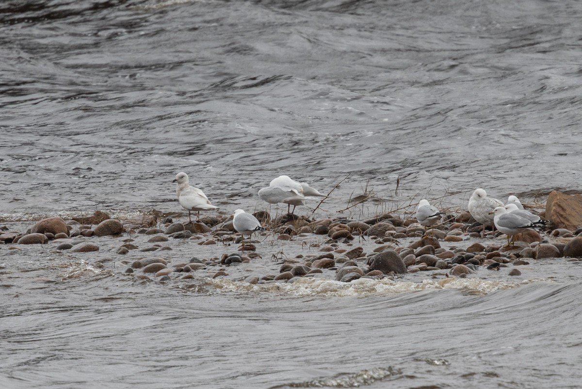 Iceland Gull - ML565585431