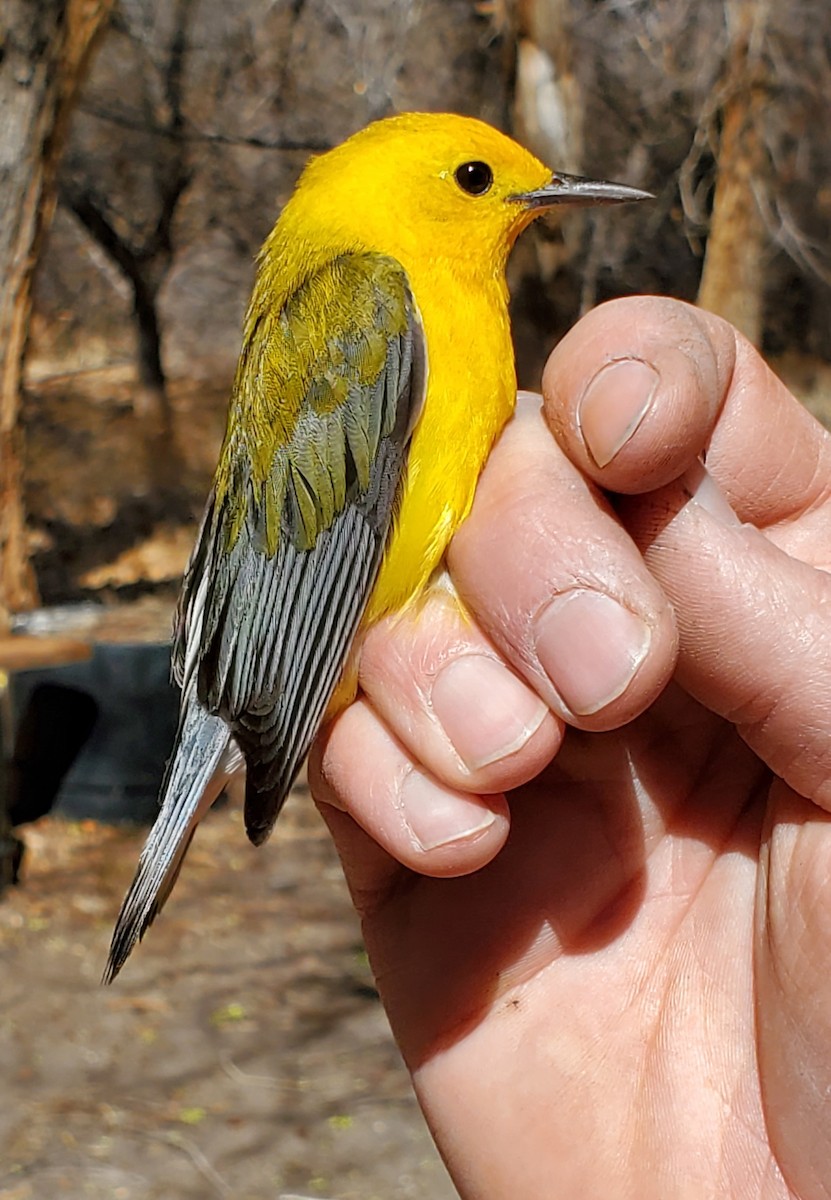 Prothonotary Warbler - ML565585501