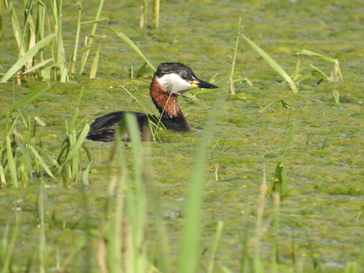 Red-necked Grebe - ML565585511