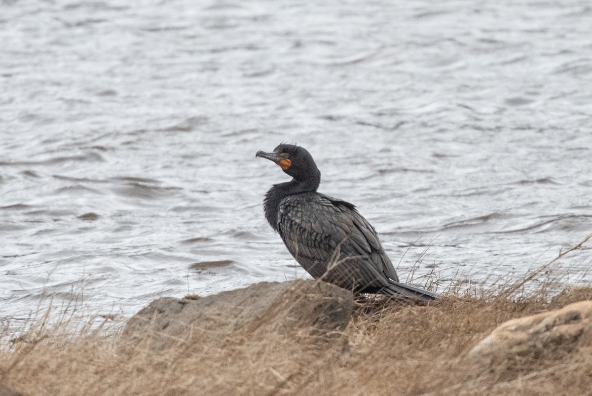 Double-crested Cormorant - Serg Tremblay