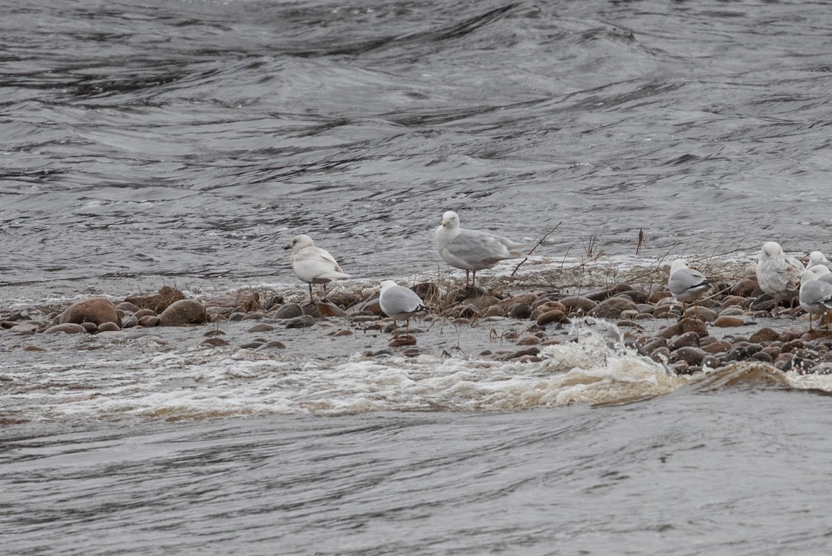 Iceland Gull - ML565586281