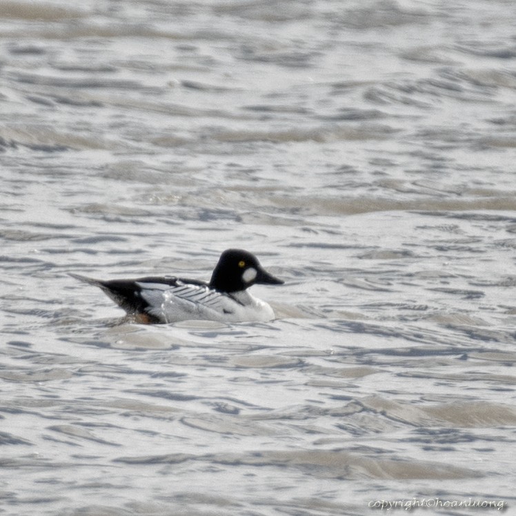 Common Goldeneye - ML56558631