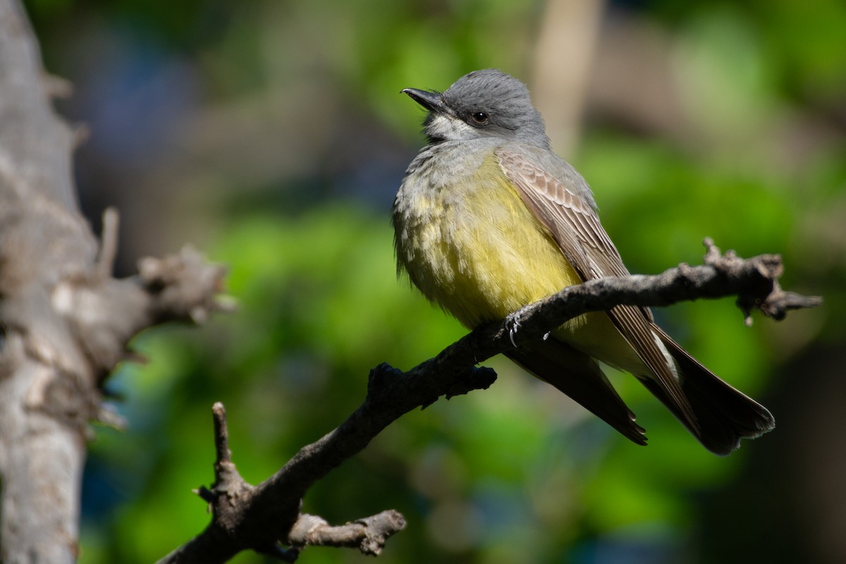 Cassin's Kingbird - Owen Sinkus