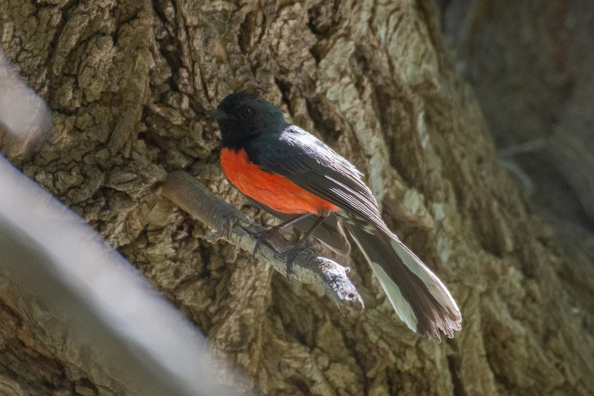 Slate-throated Redstart - Owen Sinkus