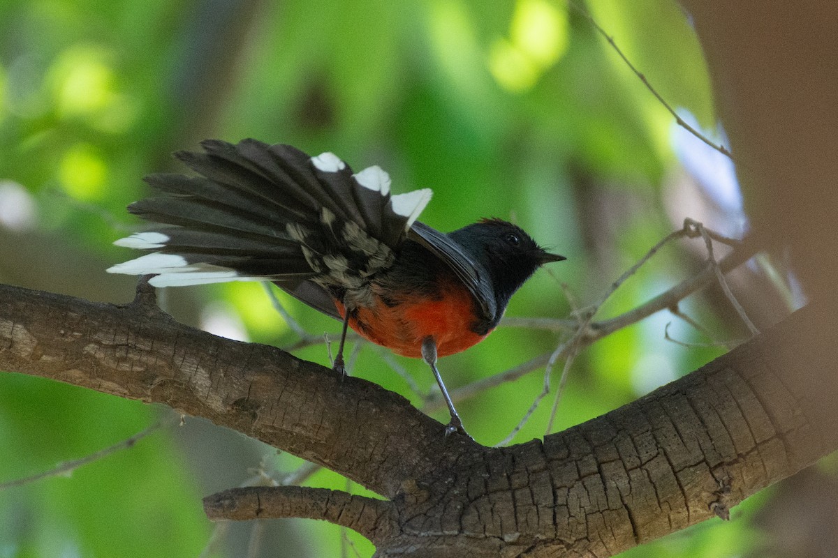 Slate-throated Redstart - ML565586701