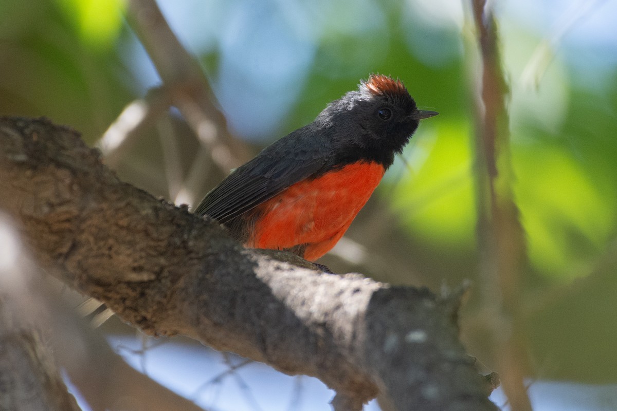 Slate-throated Redstart - ML565586741