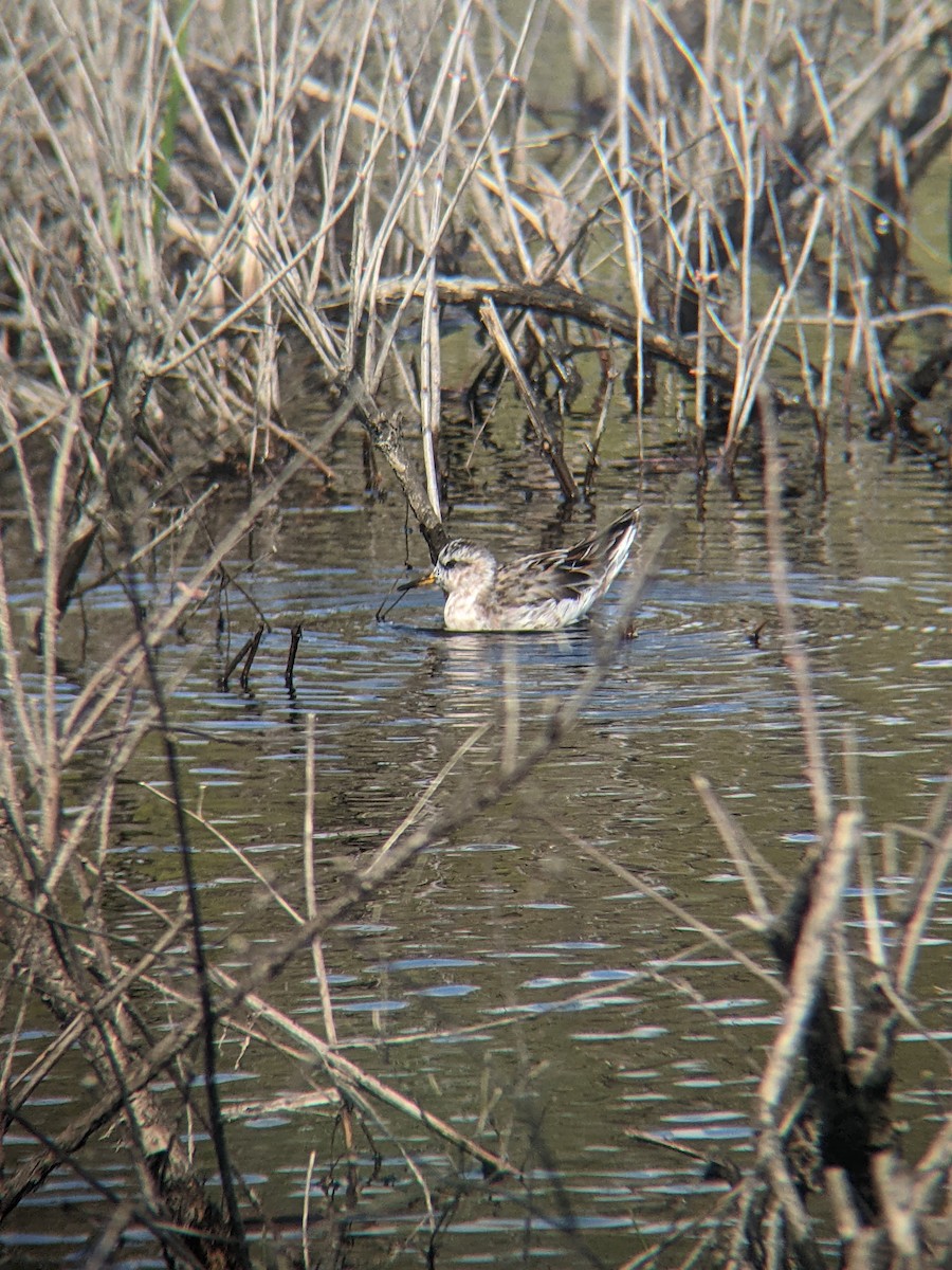 Red Phalarope - Jimmy  Welch