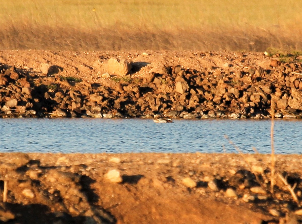 Garganey - ML565587831