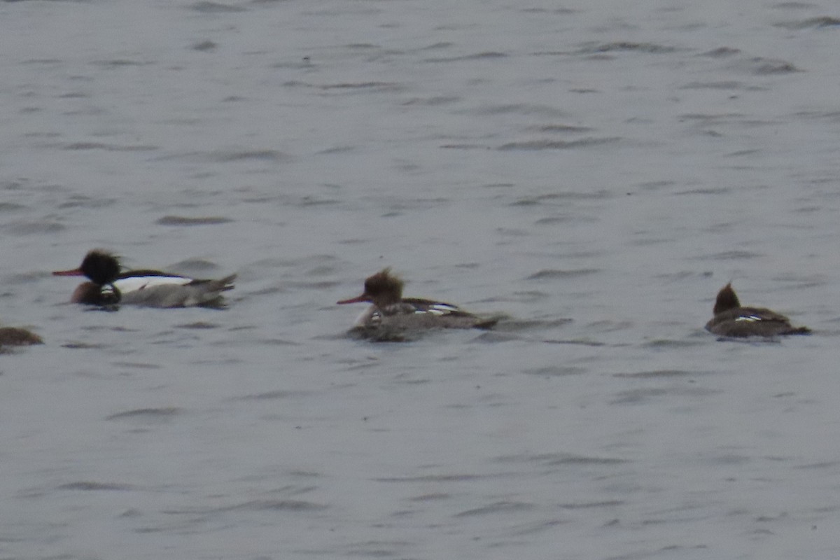 Red-breasted Merganser - ML565588371