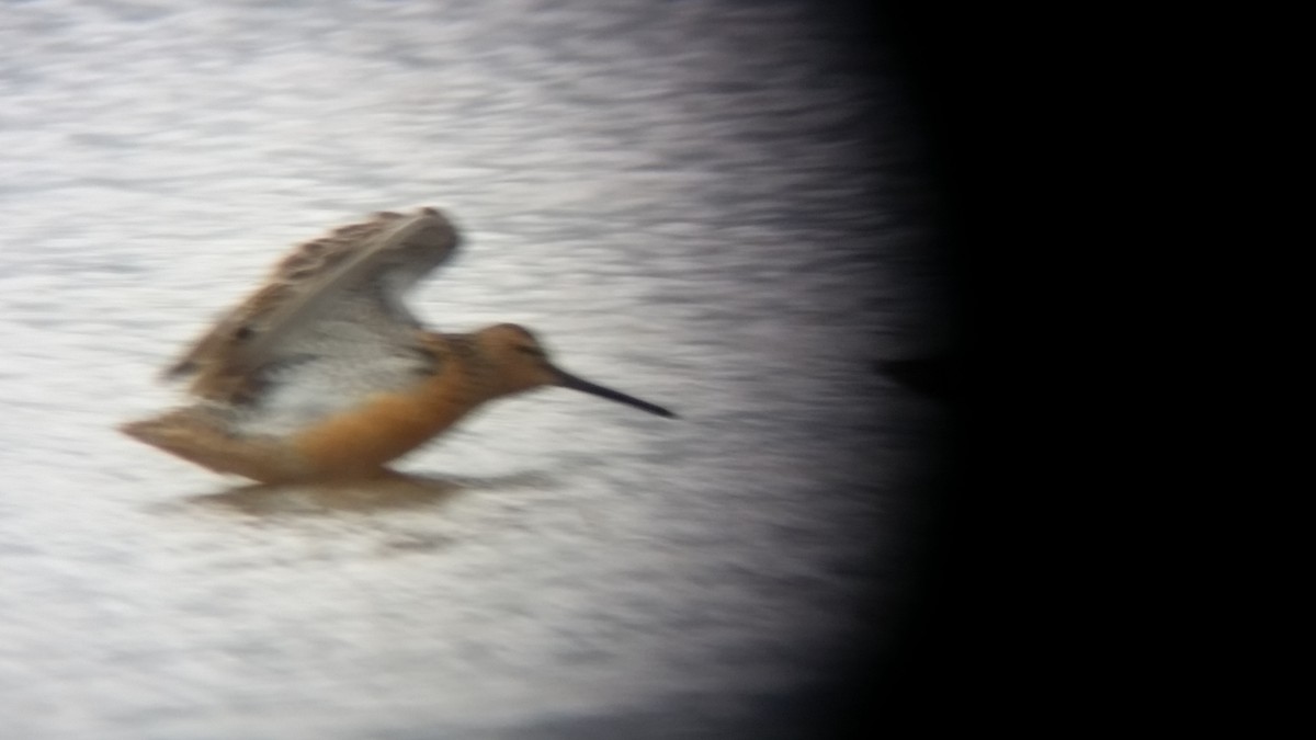 Long-billed Dowitcher - Andrew Stewart