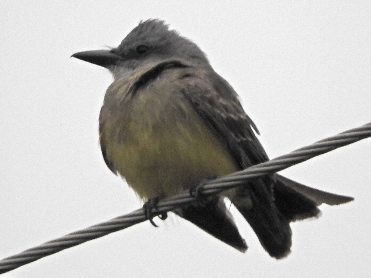 Tropical Kingbird - Andres Alejandro  Caric