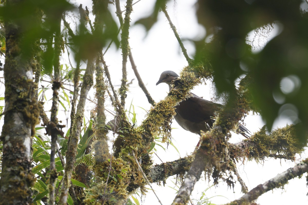 White-throated Quail-Dove - ML565590581