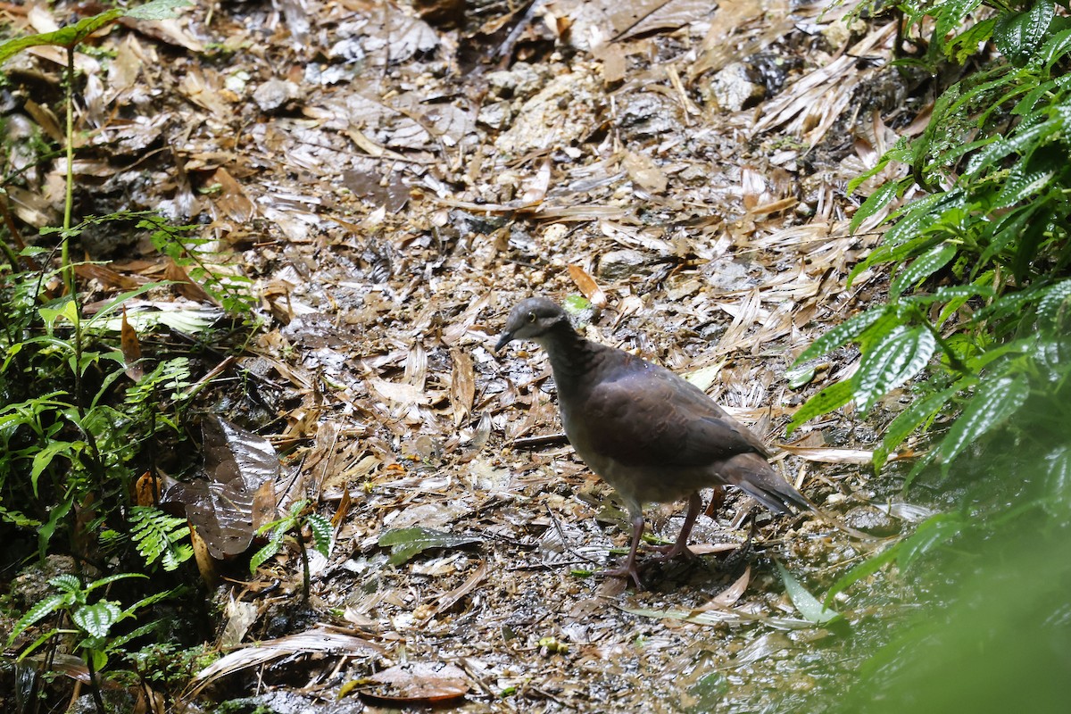 White-throated Quail-Dove - ML565590591