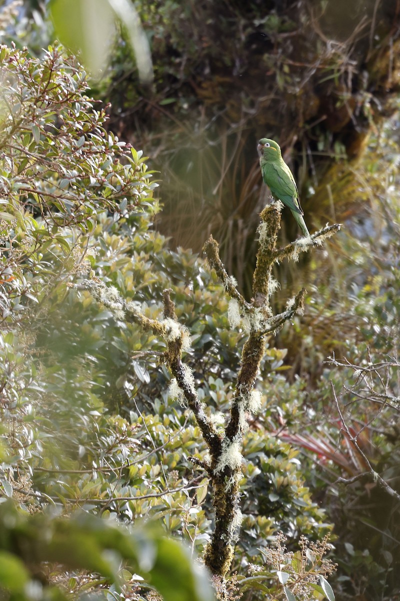 Golden-plumed Parakeet - ML565590811