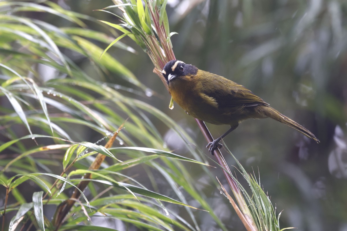 Black-capped Hemispingus (Black-capped) - ML565592021