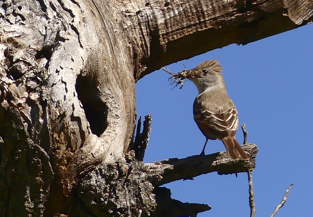 Ash-throated Flycatcher - ML56559211