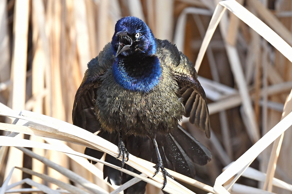 Common Grackle - Chris Rees