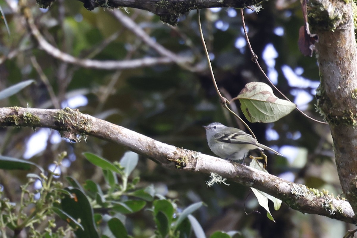 White-tailed Tyrannulet - Daniel Branch