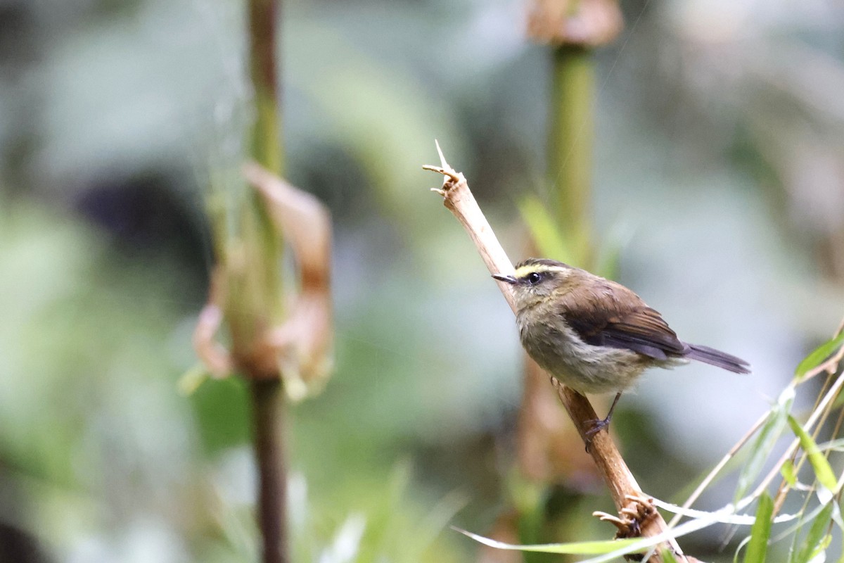 Yellow-bellied Chat-Tyrant - Daniel Branch