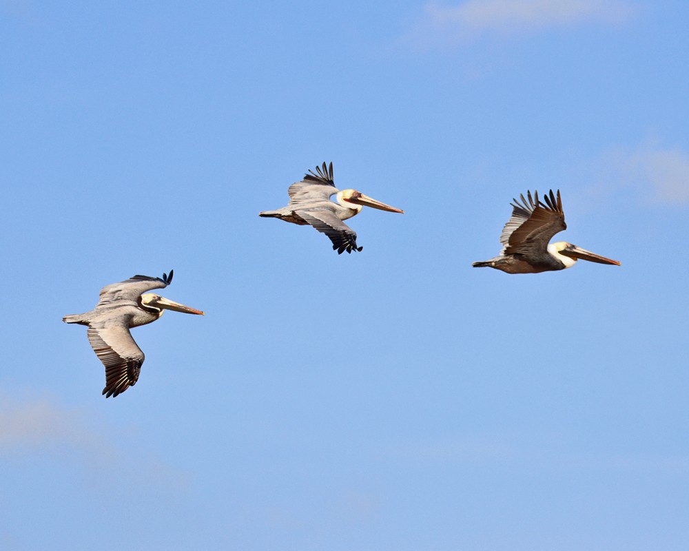 Brown Pelican - ML565592861