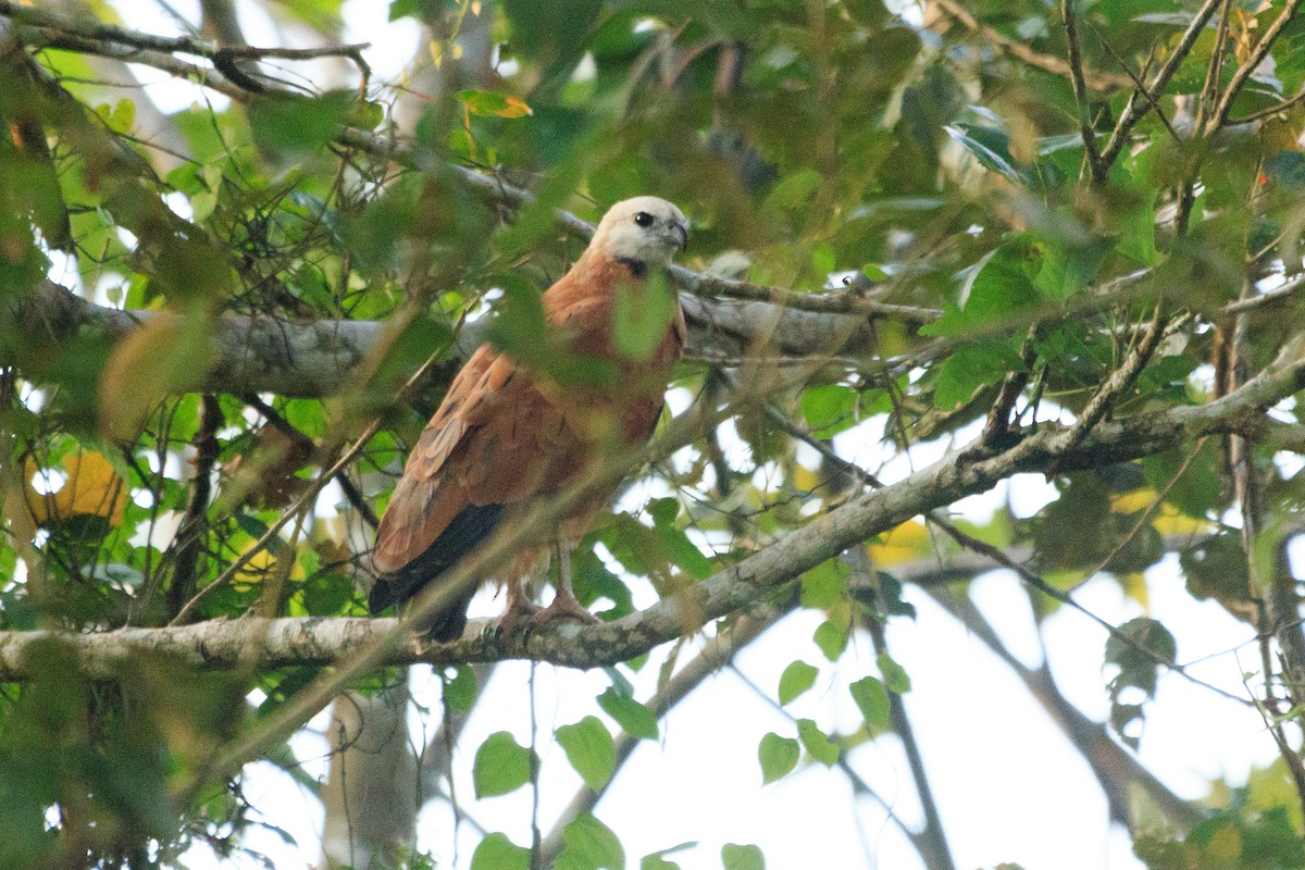 Black-collared Hawk - ML565592951