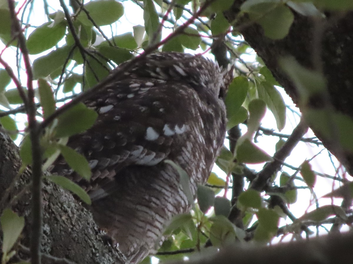 Spotted Eagle-Owl - Joshua Gaunt