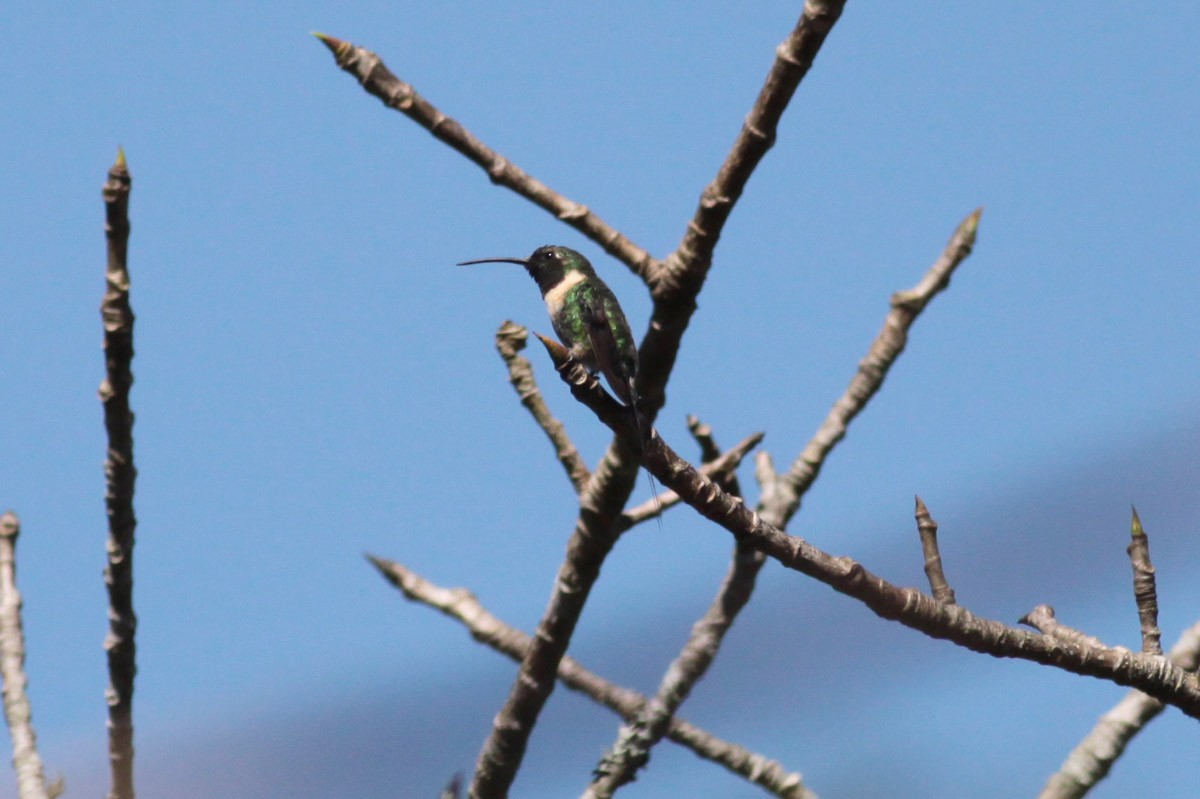 Slender Sheartail - Michael Todd