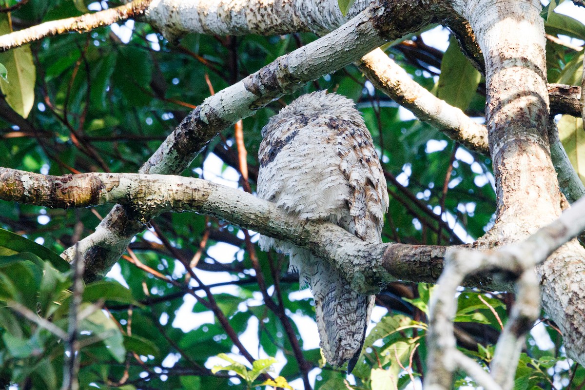 Great Potoo - ML565593211