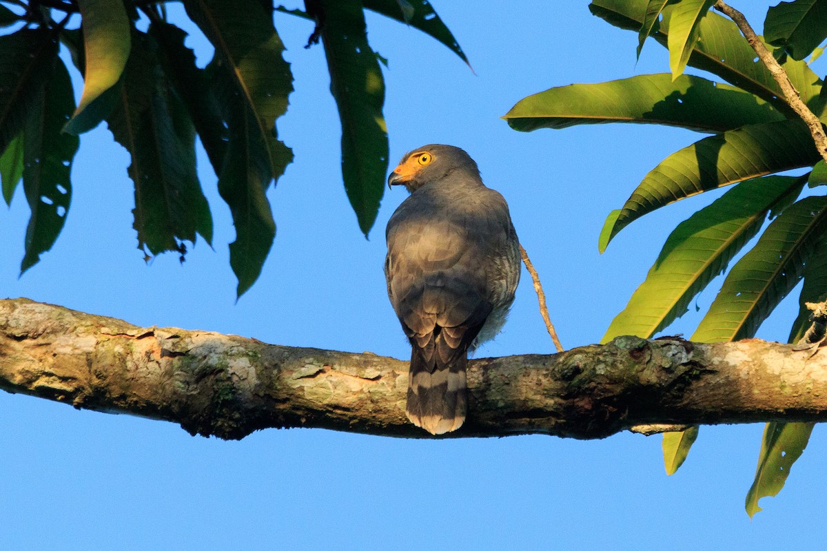 Roadside Hawk - ML565593231