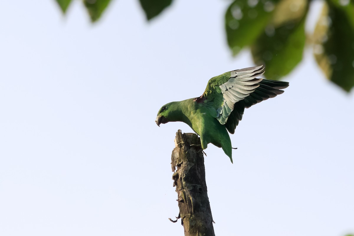 Short-tailed Parrot - Alistair Walsh