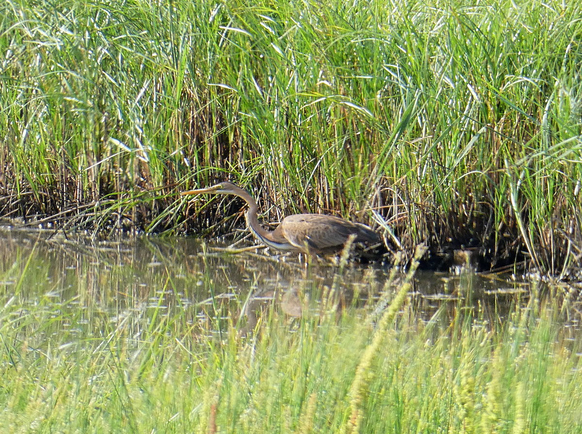 Purple Heron - ML565593631