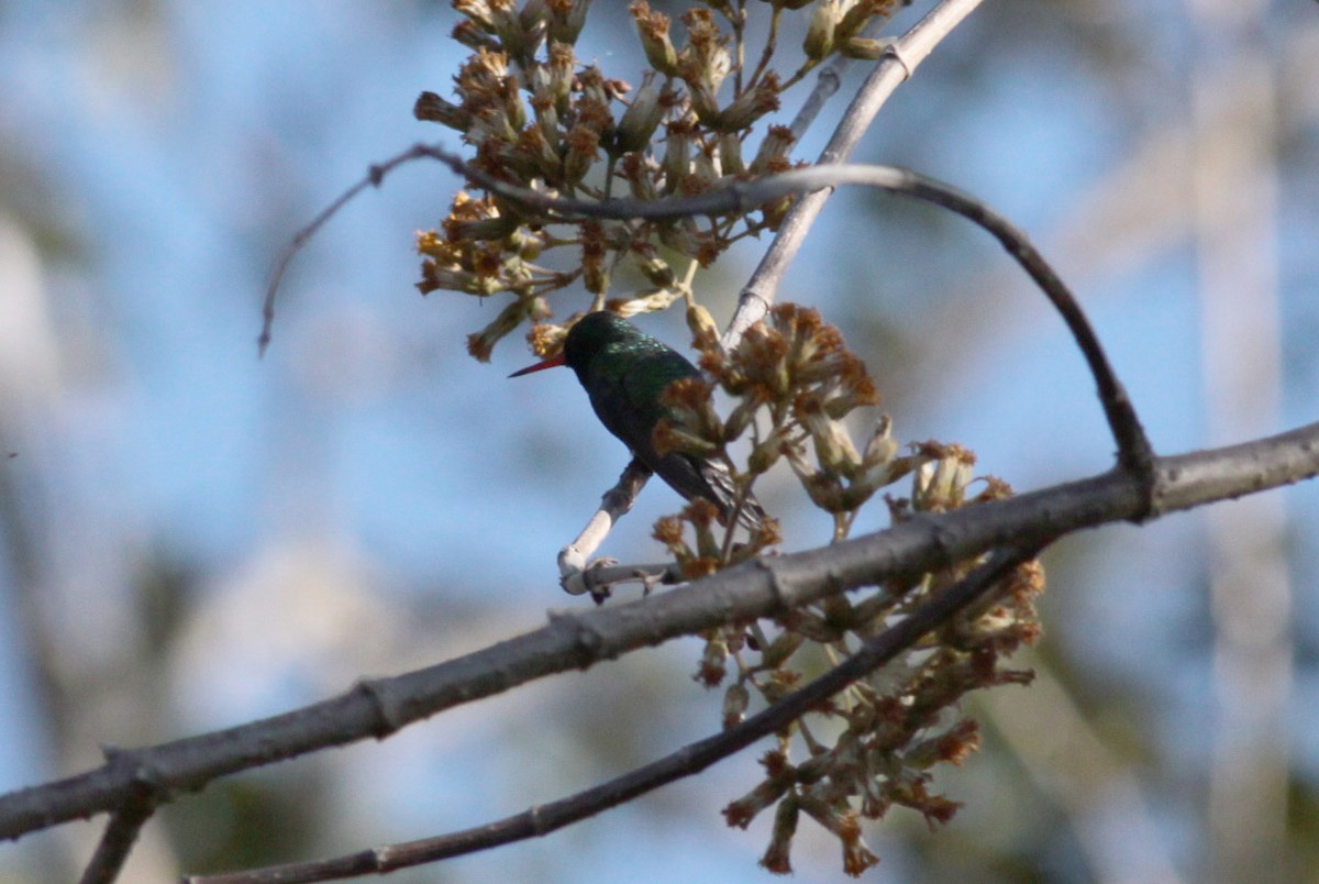 kolibřík Canivetův (ssp. canivetii) - ML56559381