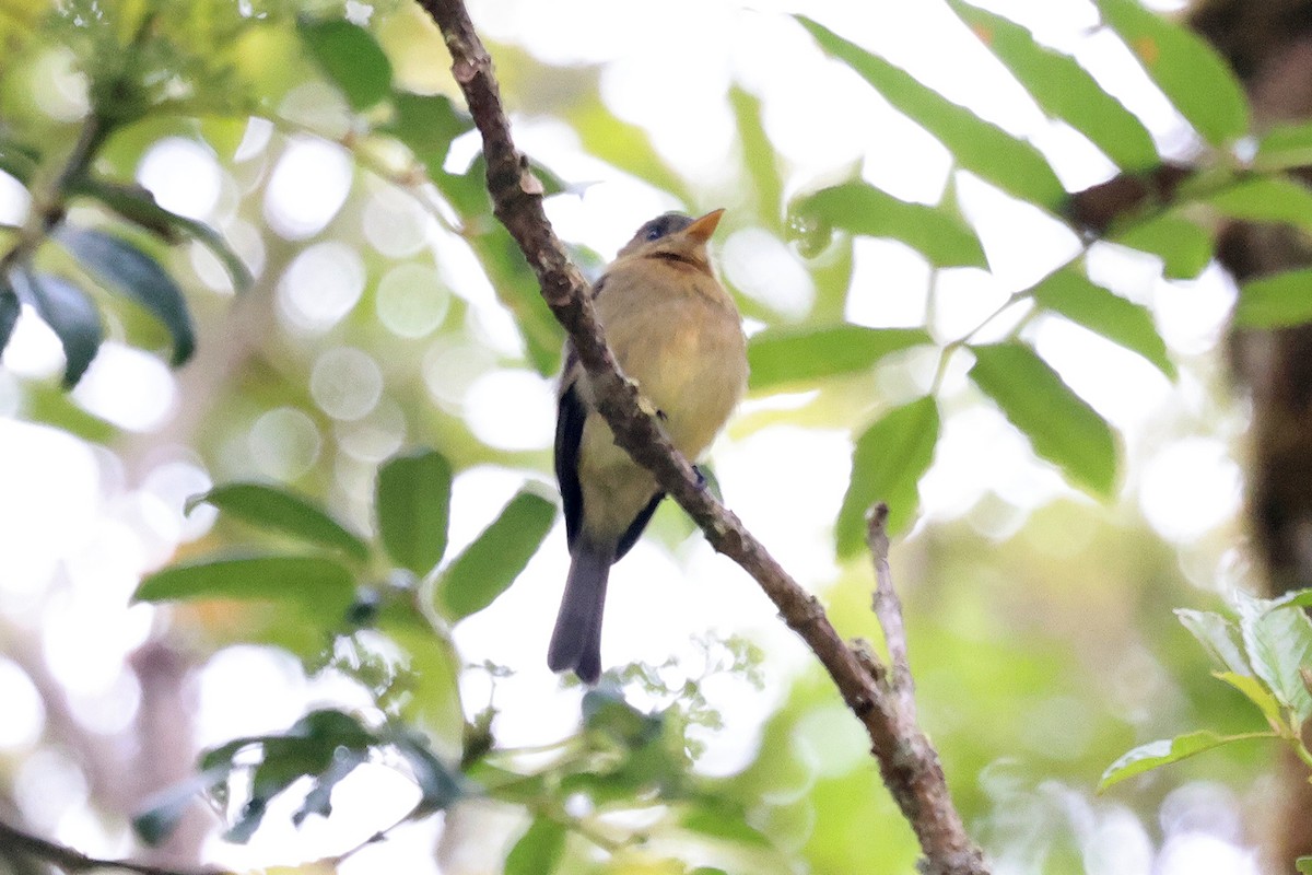Ochraceous Pewee - ML565594531